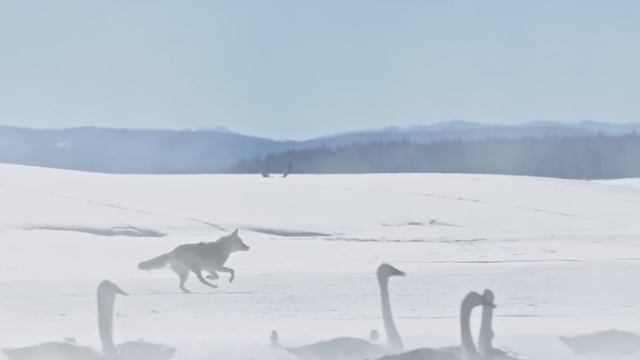 КОЙОТ  Бесстрашие ВОЛКА и Хитрость ЛИСЫ! Агрессивный БАНДИТ-одиночка!