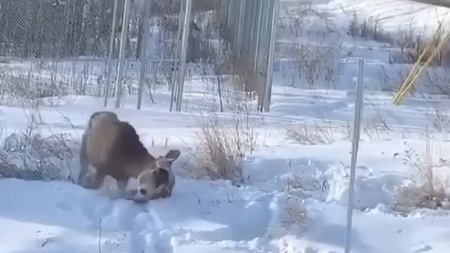 Вот как Рысь нападает на ОЛЕНЕЙ! Самая Свирепая дикая Кошка! смотреть онлайн