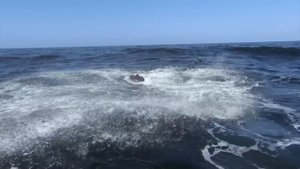 Киты и даже Акулы боятся этих Дельфинов как огня! Косатки – настоящие Волки океана!