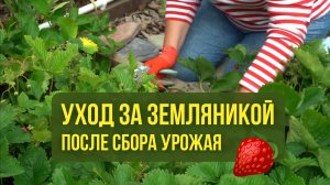 Как ухаживать за земляникой после сбора урожая