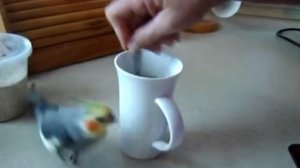 Кофе хочу! I want coffee!