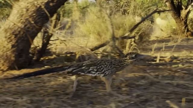 Эта Кукушка Разрывает ядовитых ЗМЕЙ! Самая суровая птица пустыни! смотреть онлайн