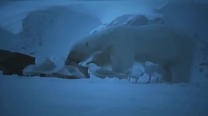 На что способен ГОЛОДНЫЙ белый медведь? Самые отчаянные СХВАТКИ гигантского хищника!