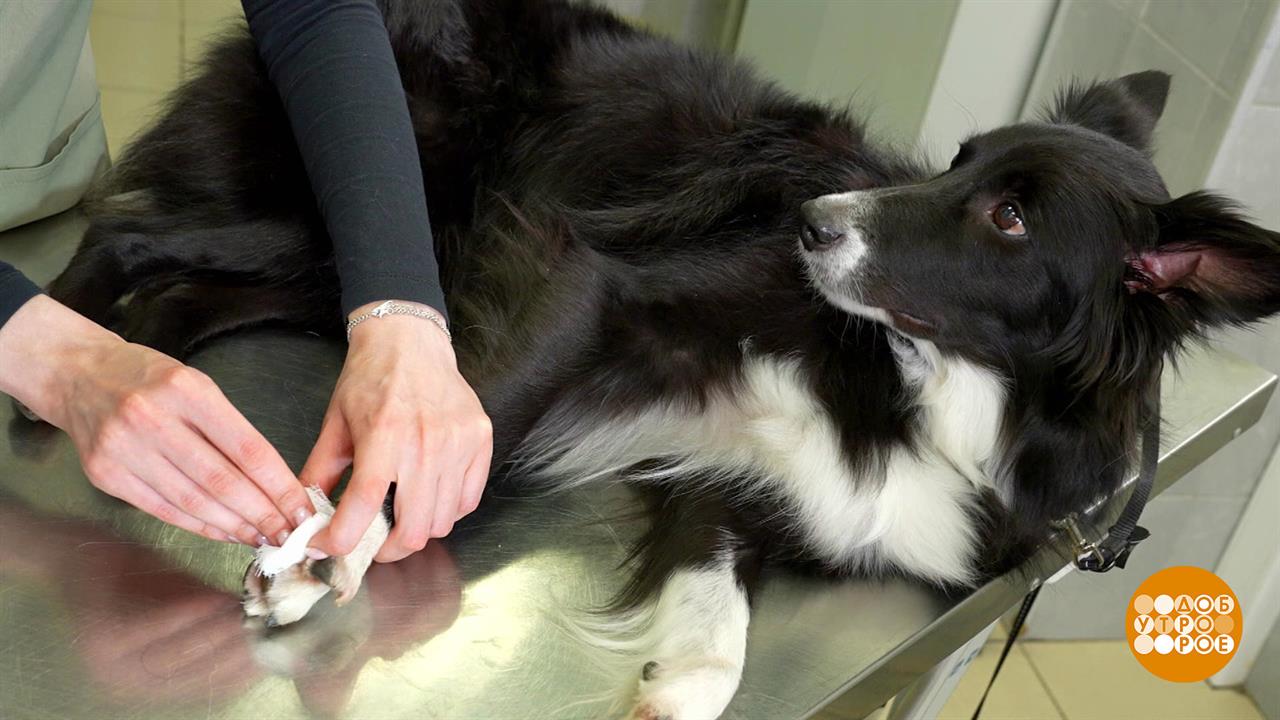 Если собака поранила лапу. Доброе утро. Фрагмент выпуска от 05.08.2025