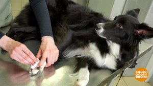 Если собака поранила лапу. Доброе утро. Фрагмент выпуска от 05.08.2025