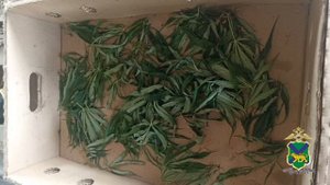 Сотрудники полиции обнаружили в огороде жительницы Приморья более 800 кустов конопли