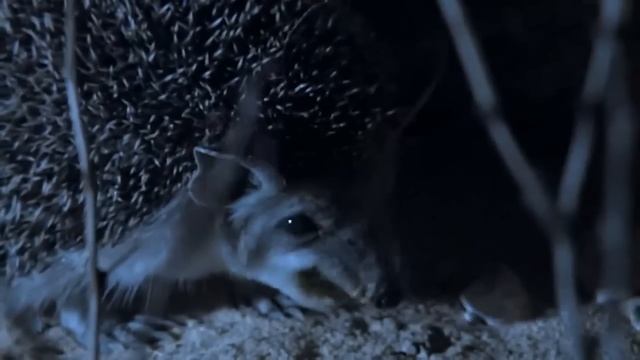 Вот как охотится ЕЖ! Быстрый, ловкий и далеко НЕ безобидный хищник! смотреть онлайн