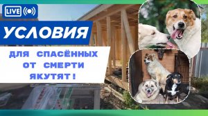 Спасёнышам хочу нормальной жизни и условий!