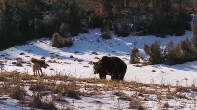 Эти ВОЛКИ охотятся в ГОРАХ! Бесстрашные хозяева Альп. смотреть онлайн