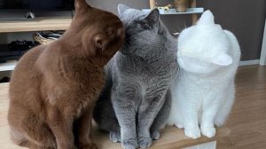 Породы кошек