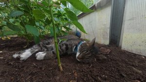 Мой Кот Барся