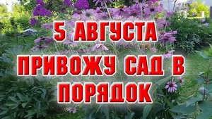 5 августа.После дождя привожу сад в порядок. Планирую творческую работу