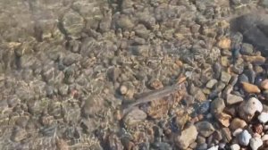 Злобный елец атакует