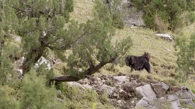 Снежный барс Против ОГРОМНЫХ собак! Самые страшные враги Ирбиса. смотреть онлайн