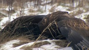 Этот ГИГАНТ Топит ПТИЦ! Орлан-Белохвост — свирепый хищник крупнее БЕРКУТА!