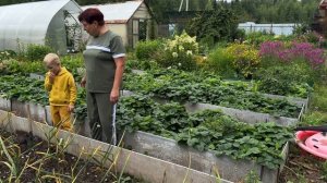 УБОРКА ЧЕСНОКА