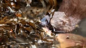 Норка — бесстрашная, хитрая и ОЧЕНЬ агрессивная! С этим зверьком шутки плохи!