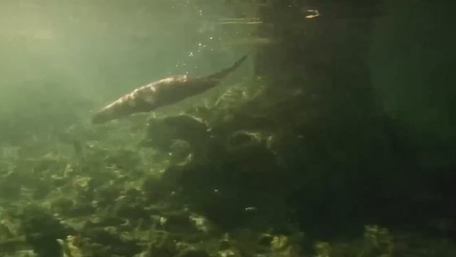 Нападает на ПТИЦ РЫБУ и даже ЗМЕЙ! Речная выдра  Свирепый и Бесстрашный ХИЩНИК!