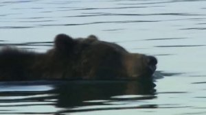 Вот как охотится ХОЗЯИН леса! Бурый Медведь – ТЕРМИНАТОР животного мира!