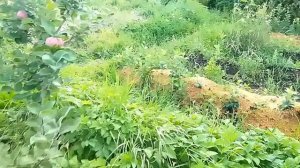 О перспективах применения биопрепаратов с живыми бактериями сапрофитами.