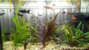 Как выбрать правильно фильтр для аквариума