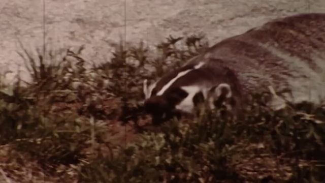 Этого БАРСУКА даже Волки обходят стороной! На что способен Американский Барсук? смотреть онлайн