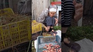 Обрезка семейного лука.комментарии