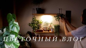 Цветочный влог | Растения на кухне: пересадка, освещение, организация