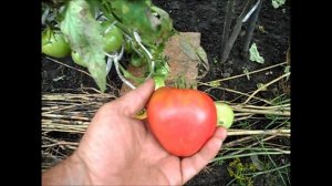 Помидоры МАЗАРИНИ