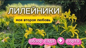 Прошлась по саду - цветение и разгром, два в одном! Время лилейников.