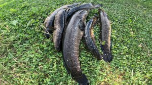 Охота на змееголова: трофей озера