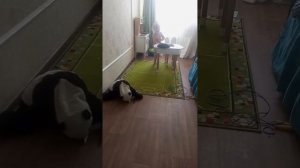 пять ночей с бабайкой