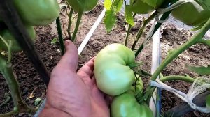 Последняя обрезка безрассадных помидоров