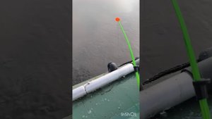 нарвался на стаю синца, клюёт каждый заброс,не даёт ловить леща