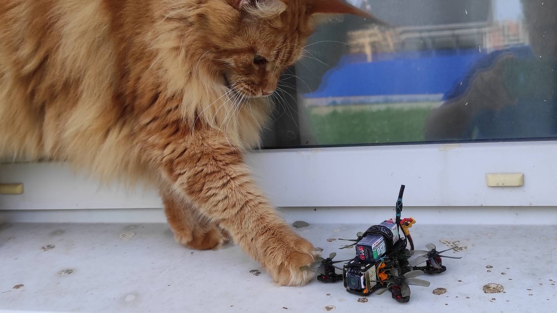 Коты знакомятся с дроном.