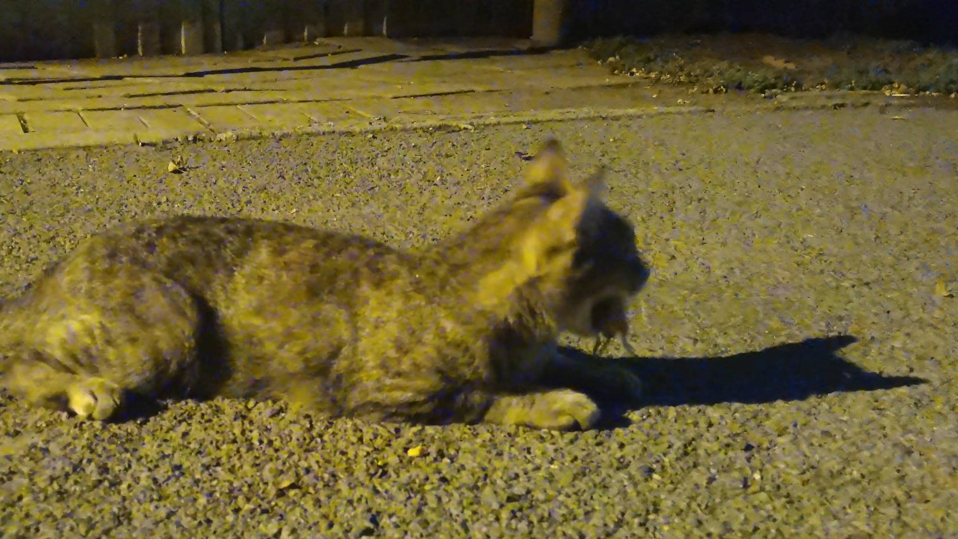 Кошка ест мышку