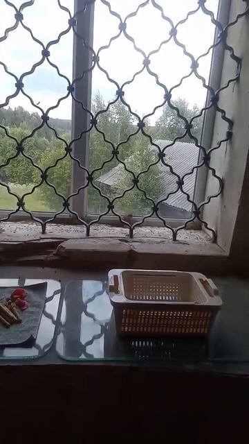 Птица была спасена от смерти смотреть онлайн