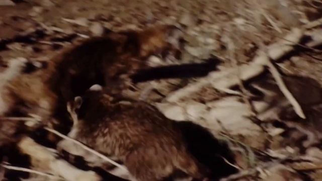 Гоняет Койотов, ест Кроликов и кидается на Медведей! Енот – бесстрашный разбойник! смотреть онлайн