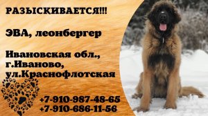 Пропала собака! ЭВА, леонбергер. Ивановская обл., г.Иваново.