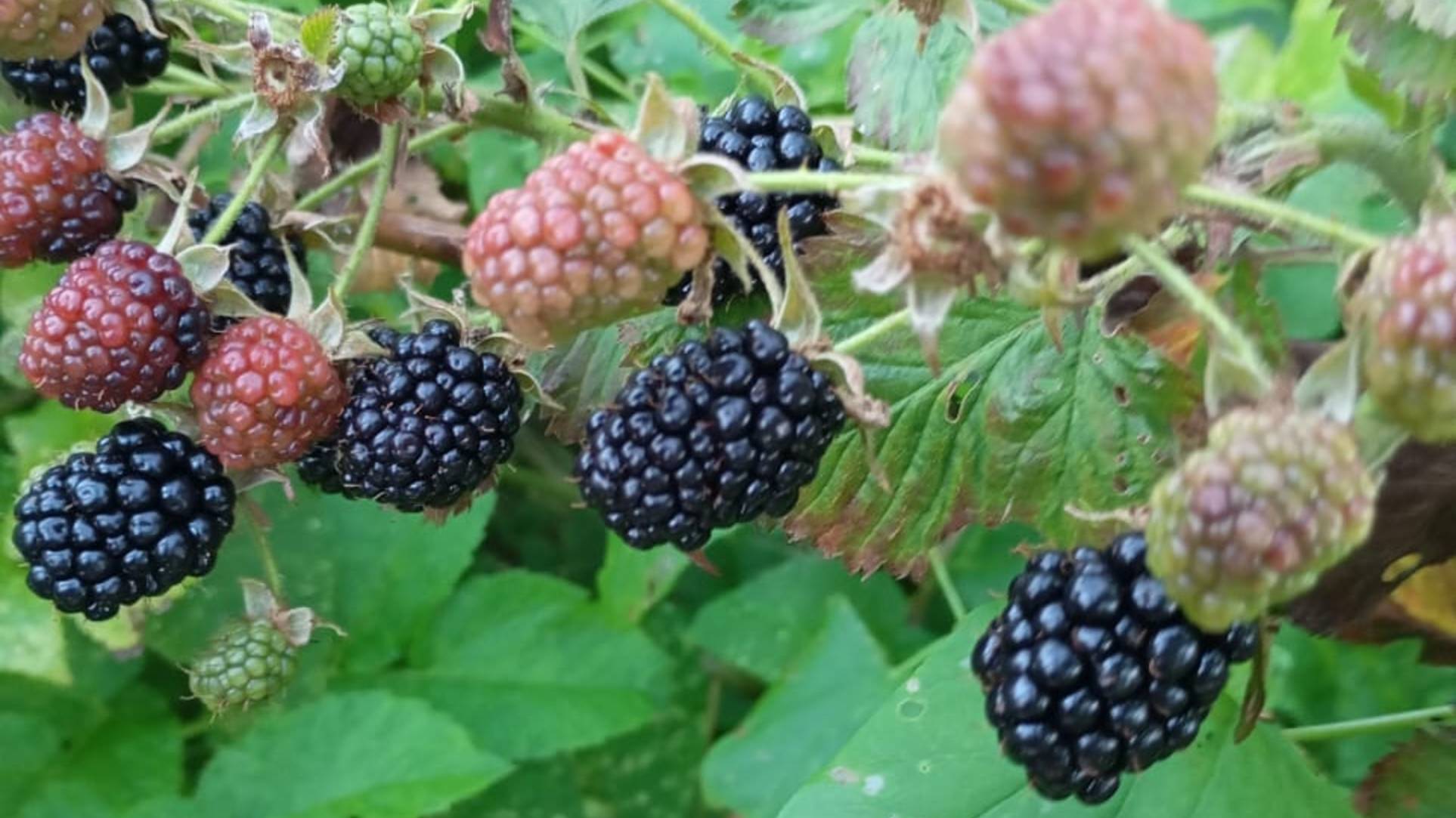 Посеяла редиску, ежевика созревает. Заготовки продолжаются смотреть онлайн