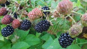 Посеяла редиску,  ежевика созревает. Заготовки продолжаются