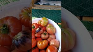 05-08-2025сбор и обзор