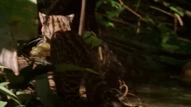 Оцелот – умелый Охотник на ЗМЕЙ и Ящеров! Настоящий Кот-невидимка! смотреть онлайн