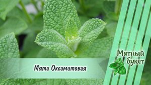 Мята Оксамитовая