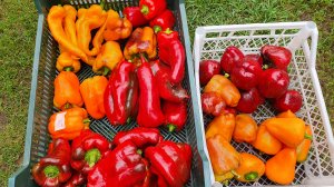 СОБИРАЮ СЛАДКИЙ ПЕРЕЦ. ТОМАТЫ И ПЕРЦЫ НЕ ХОТЯТ ЗРЕТЬ!