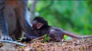 Как живёт новорождённая ... 1000027123.mp4