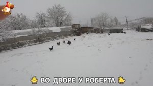 Содержание кур в домашних условиях и других птиц во дворе у Роберта 🐣🐤🦆🐔🪿🦃 (115)