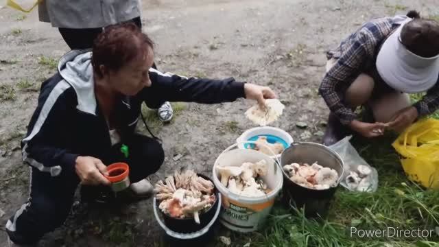 Сбор грибов / поиск новых мест / грибы по Охотской трассе смотреть онлайн