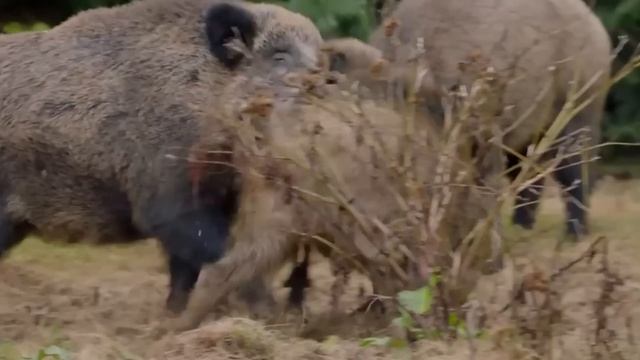 Вот почему Кабан не убегает от Волков! Свирепый и Бесстрашный лесной Тяжеловес! смотреть онлайн