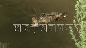 Реку, которую в прошлом году благоустроили за 70 миллионов рублей, отравили так,что она стала опасна